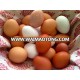 White and Brown Chicken Eggs, Fresh Table Eggs For Sale